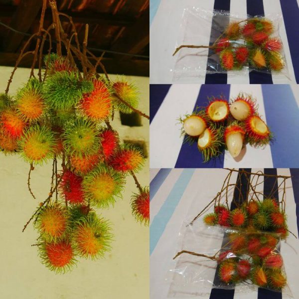 Rambutan NEPHELIUM LAPPACEUM Fruit Package