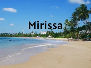 things to do in mirissa